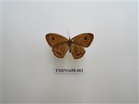 藏品(小波眼蝶)的圖片